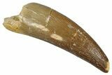 Fossil Plesiosaur (Zarafasaura) Tooth - Morocco #349830-1